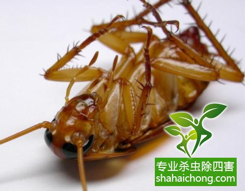 家里有蟑螂怎么辦,蟑螂怎么消滅 殺蟑螂公司怎么樣滅蟑螂