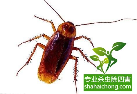 家里有蟑螂怎么辦,蟑螂怎么消滅 殺蟑螂公司怎么樣滅蟑螂