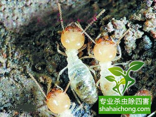 防治白蟻,白蟻防治方法 白蟻怎么治,白蟻防治方法