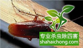 除蟑螂滅蟑螂的方法 如何消滅蟑螂,怎么樣滅除蟑螂